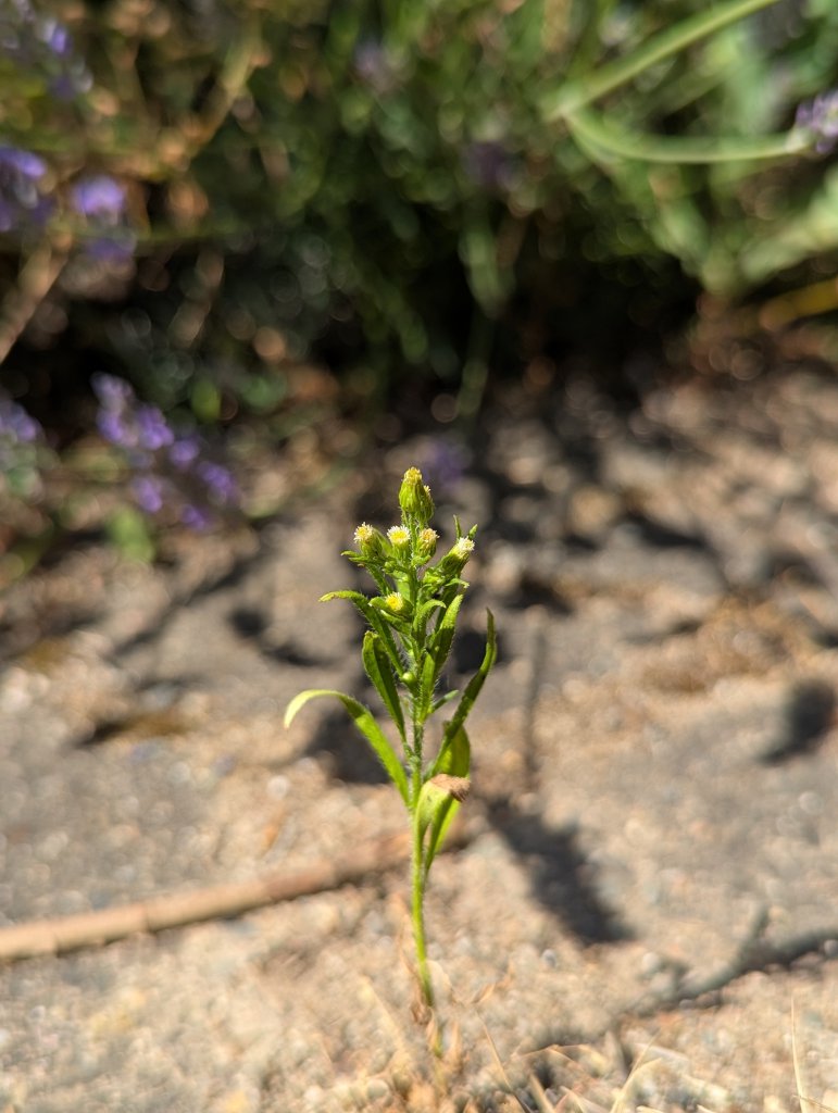 Kanadisches Berufkraut (Erigeron canadensis) in Weidach