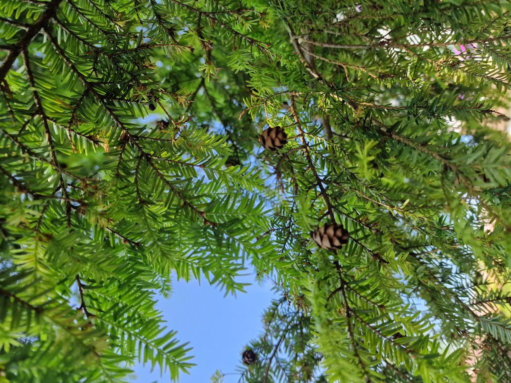 Westamerikanische Hemlocktanne