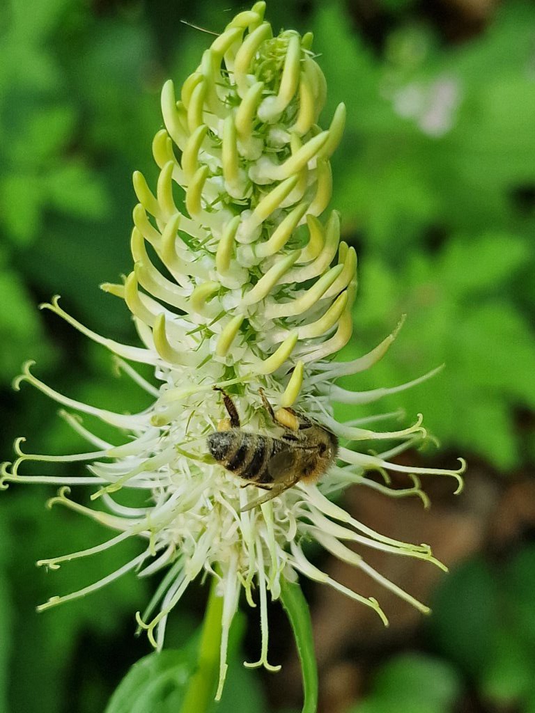 Ährige Teufelskralle (Phyteuma spicatum) Raum Kasendorf, Oberfranken