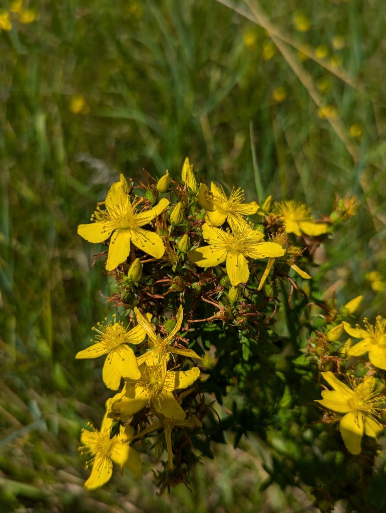 Tüpfel-Hartheu (Hypericum perforatum) in Weidach
