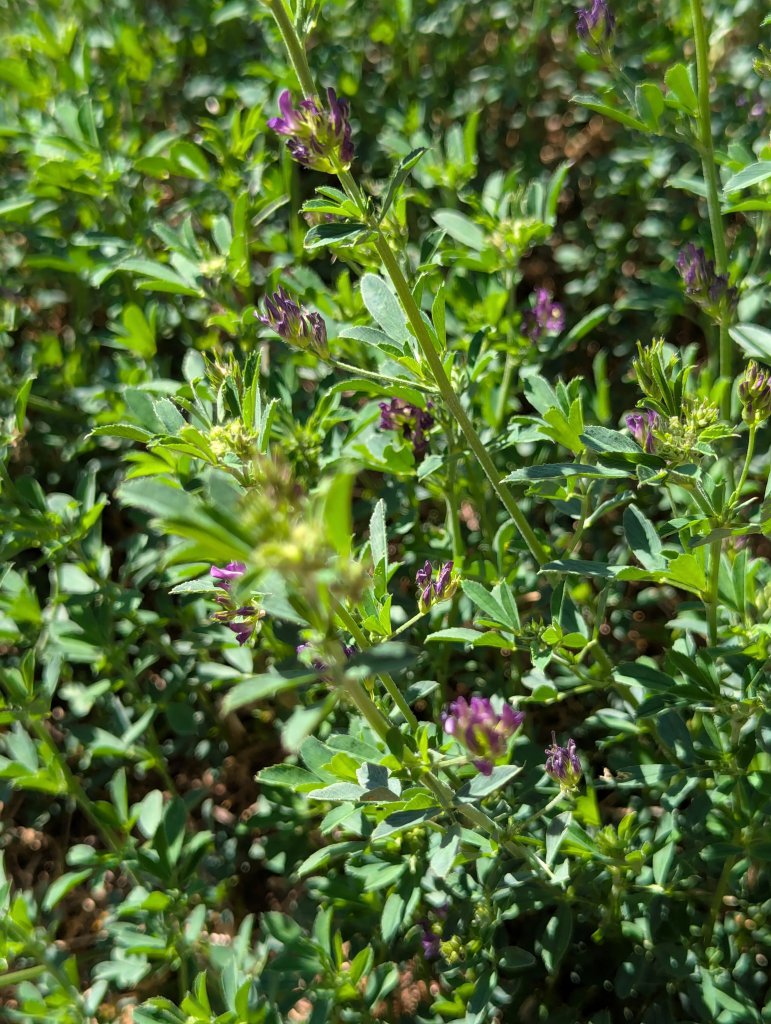 Luzerne (Medicago sativa) in Weidach