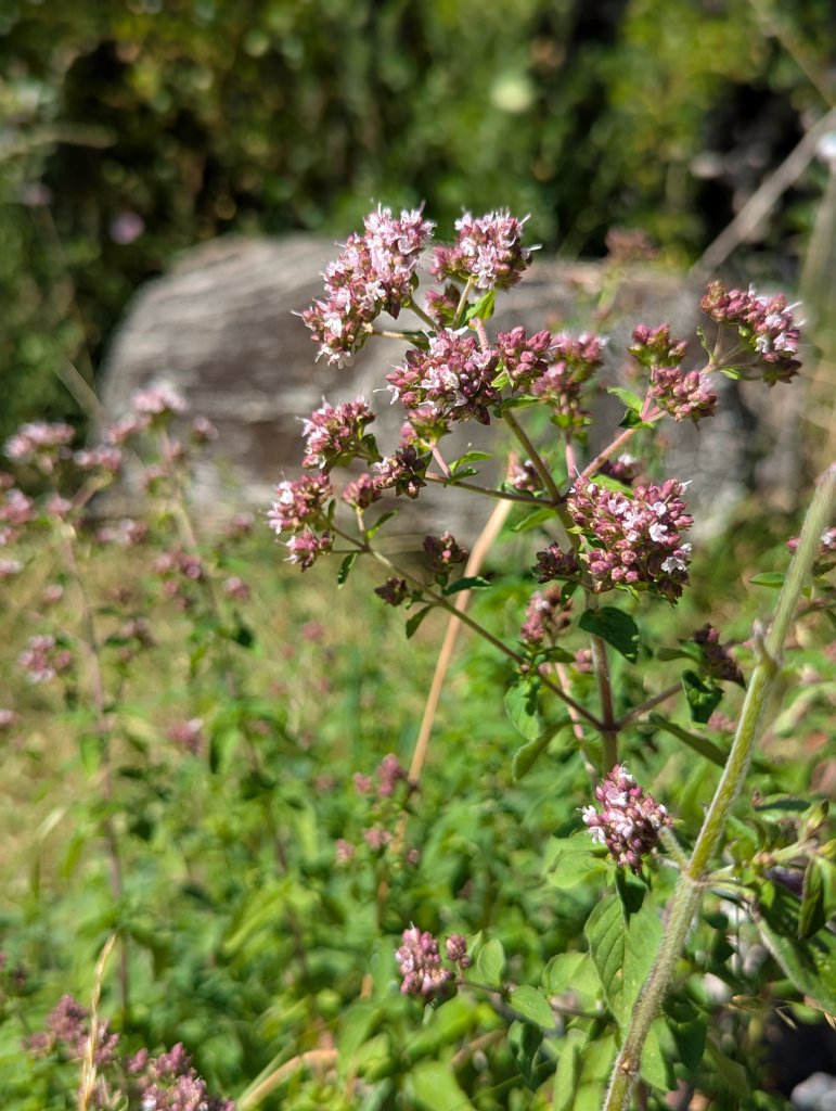 Gewöhnlicher Dost (Origanum vulgare) in Weidach
