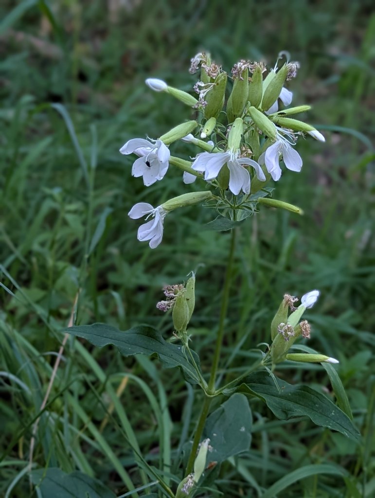 Echtes Seifenkraut (Saponaria officinalis) in Weidach