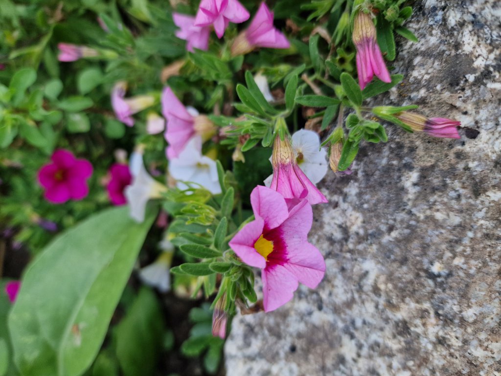 Kleinblütige Petunie (Petunia axillaris) in Seubersdorf