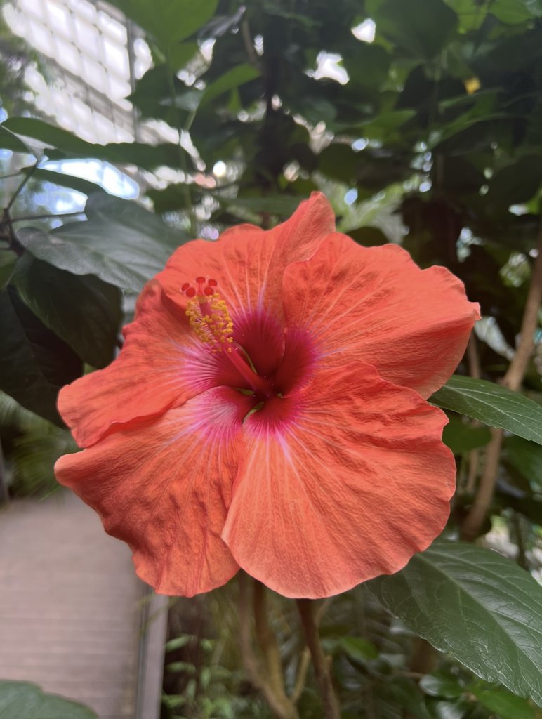 Chinesischer Roseneibisch