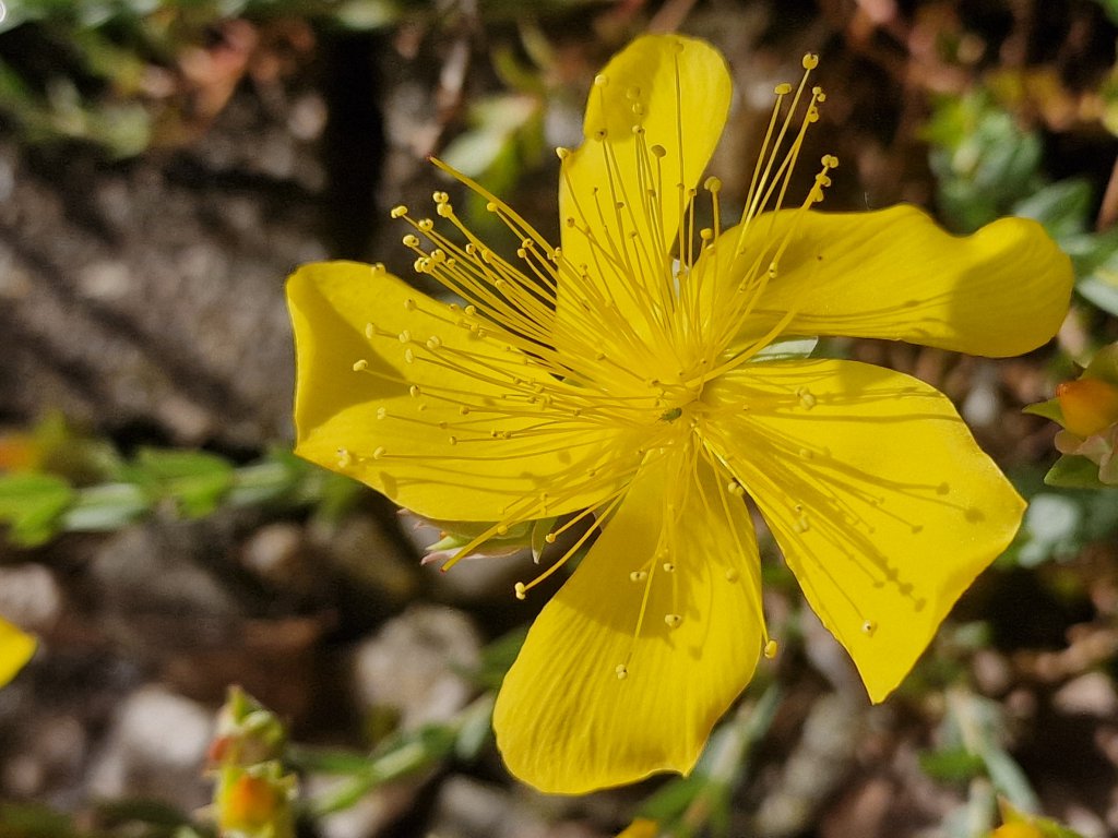 Balkan st john's-wort