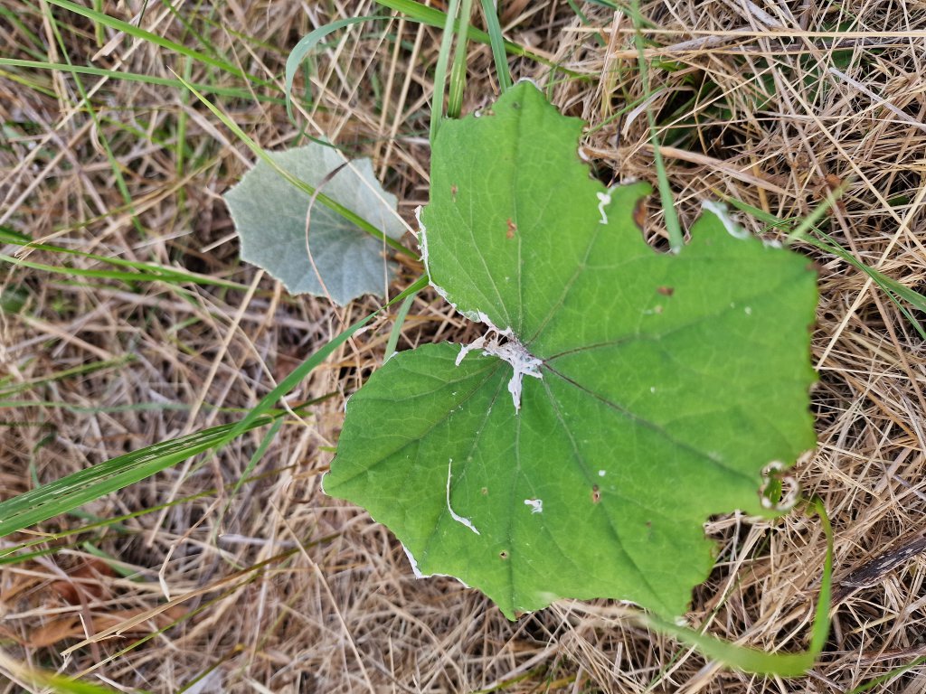 Huflattich (Tussilago farfara) in Seubersdorf