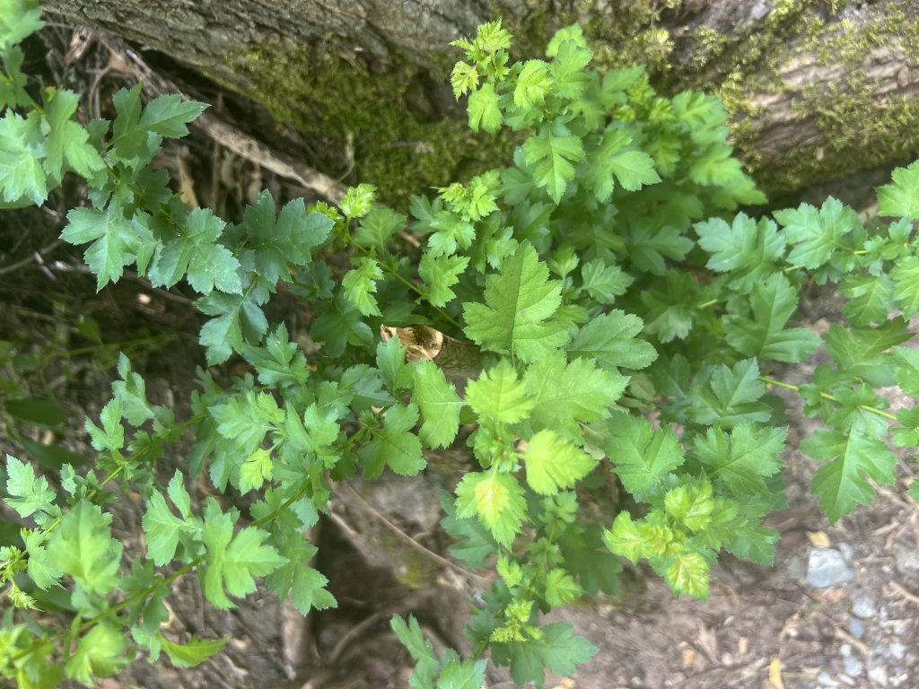 Eingriffeliger Weißdorn (Crataegus monogyna) Raum Kasendorf, Oberfranken