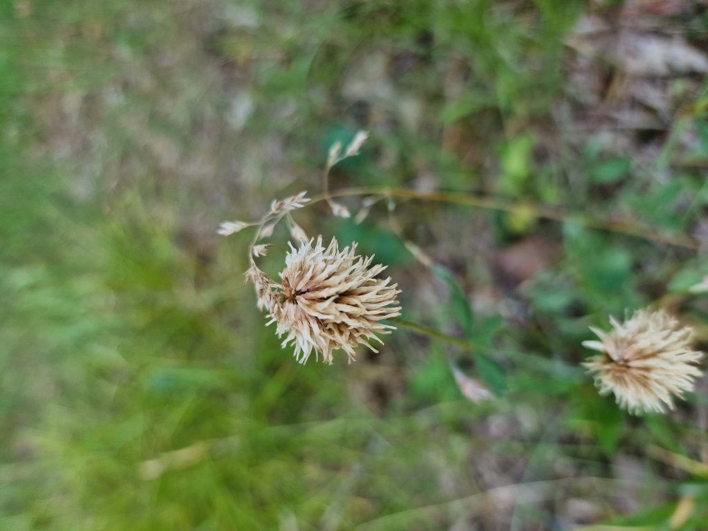 Berg-Klee (Trifolium montanum) in Seubersdorf