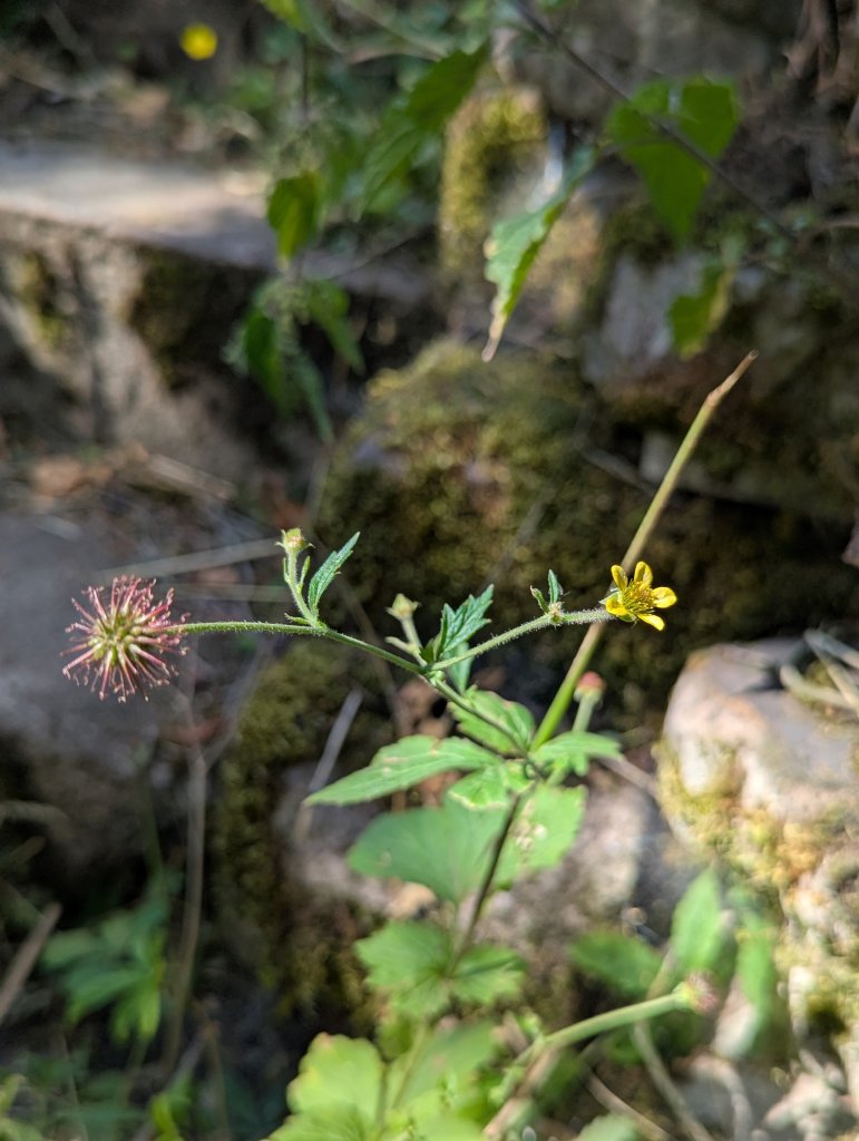 Echte Nelkenwurz (Geum urbanum) in Weidach