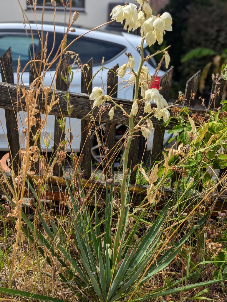 Fädige Palmlilie (Yucca filamentosa) in Weidach
