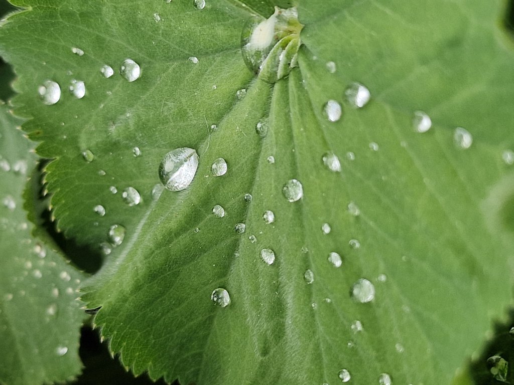 Samt-Frauenmantel (Alchemilla mollis) nahe Seubersdorf