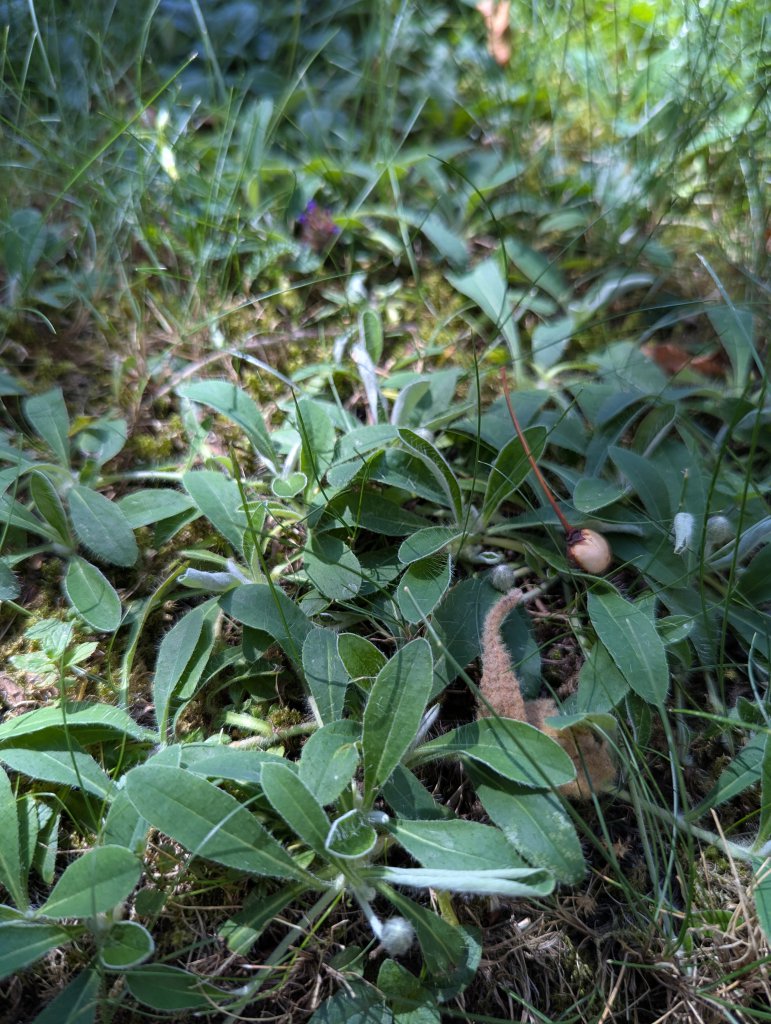 Mausohr-Habichtskräuter