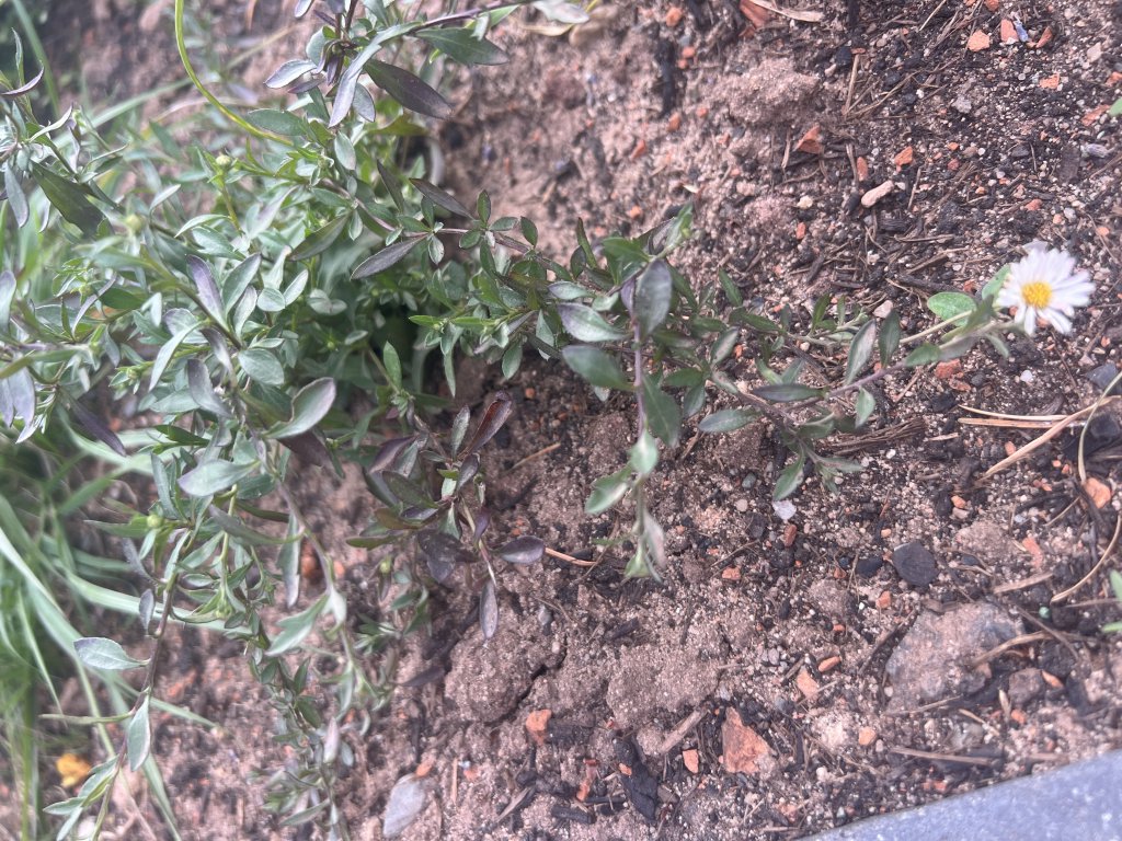 Stachelspitziges Berufkraut