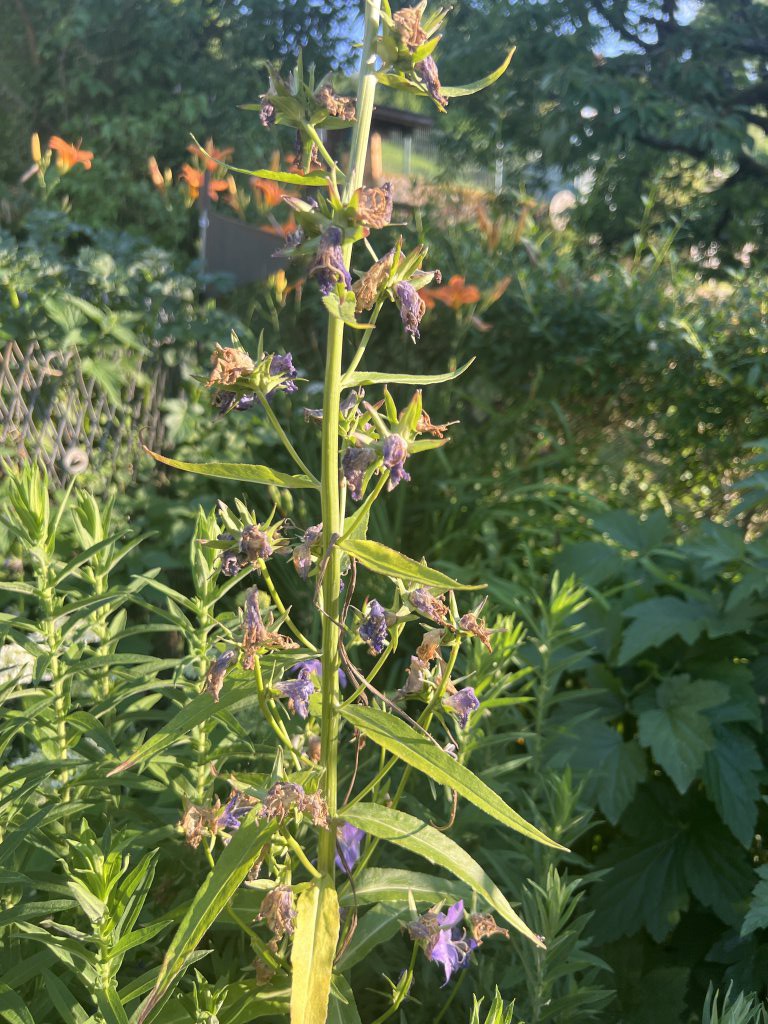 Pfirsichblättrige Glockenblume