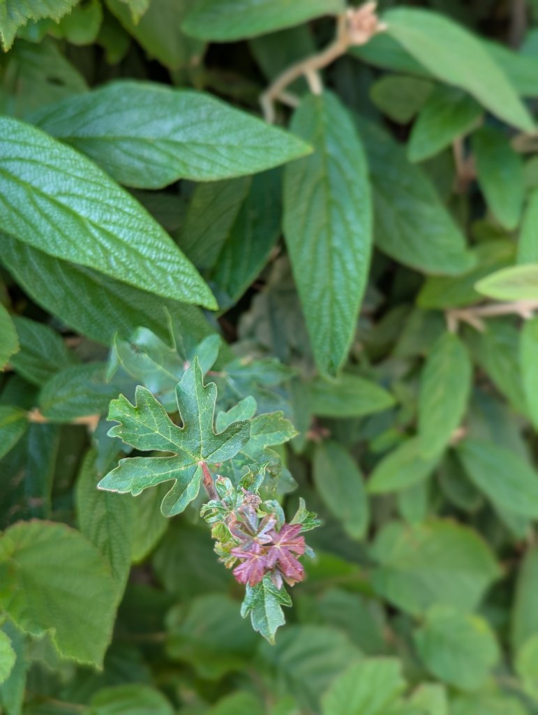 Feld-Ahorn (Acer campestre) in Weidach