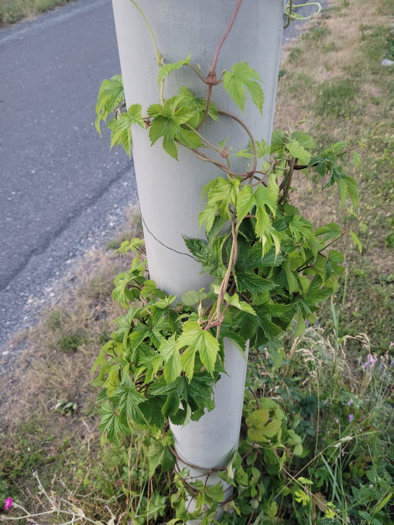 Hopfen (Humulus lupulus) in Seubersdorf