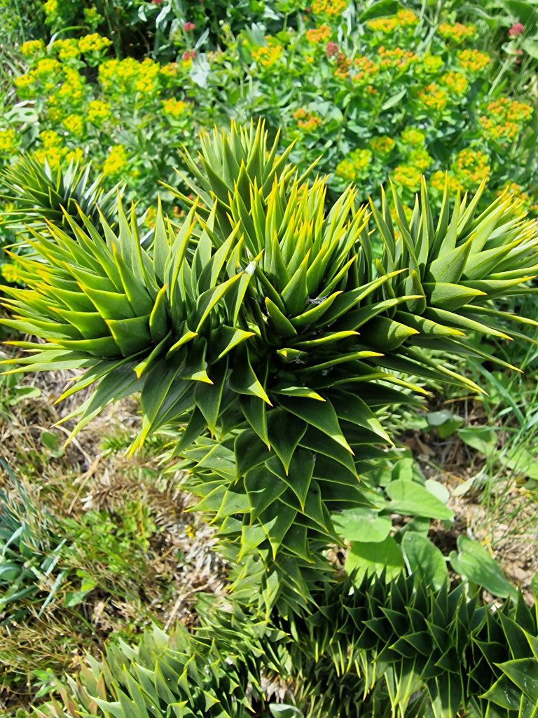 Chilenische Araukarie