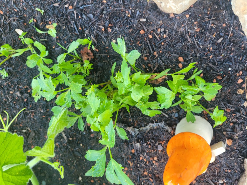 Liebstöckel (Levisticum officinale) in Seubersdorf