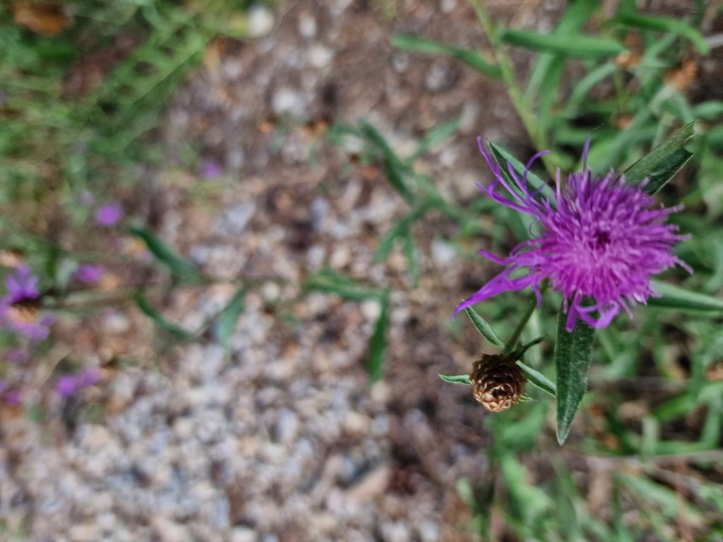 Wiesen-Flockenblume (Centaurea jacea) in Seubersdorf