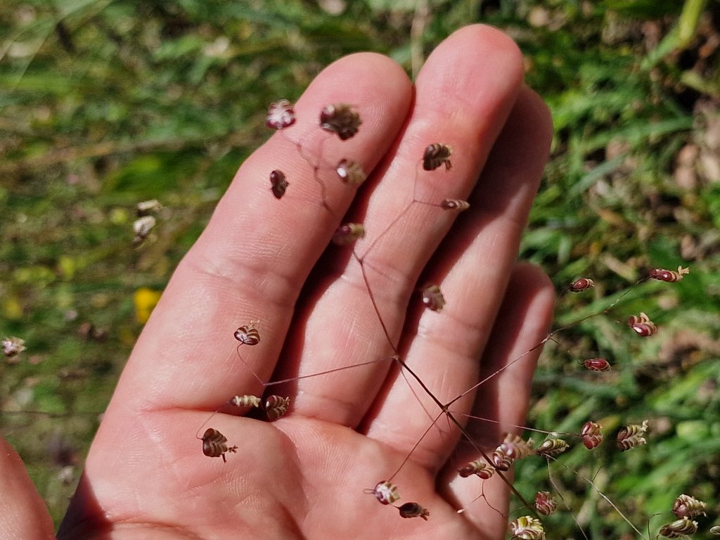 Gewöhnliches Zittergras