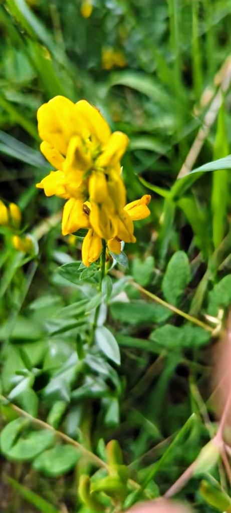 Färber-Ginster (Genista tinctoria) in Weidach Callenberger Forst