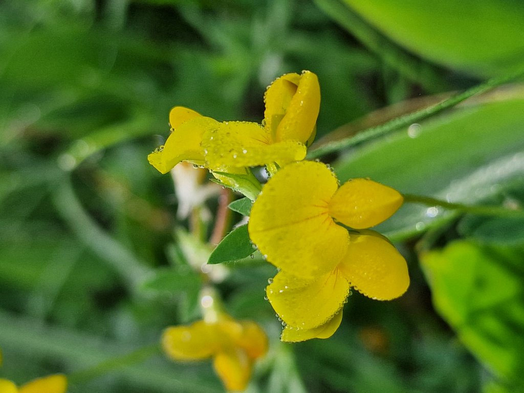Gewöhnlicher Hornklee (Lotus corniculatus) Raum Kasendorf, Oberfranken