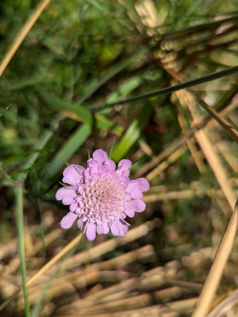 Tauben-Skabiose (Scabiosa columbaria) in Weidach