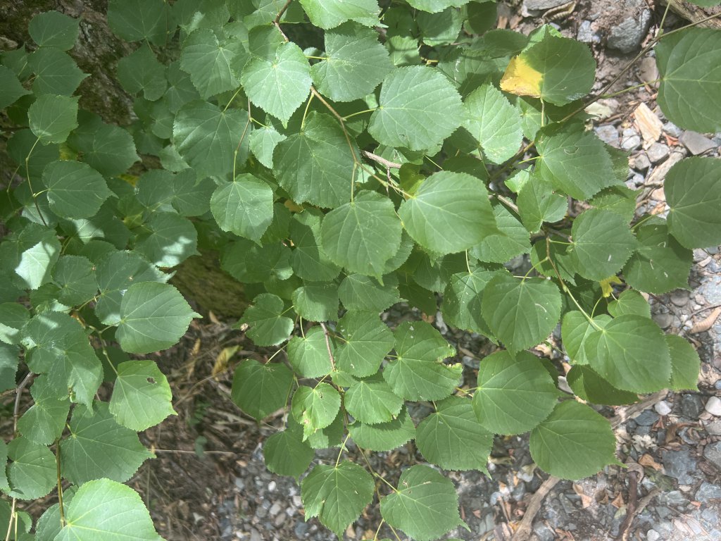 Winter-Linde (Tilia cordata) Raum Kasendorf, Oberfranken