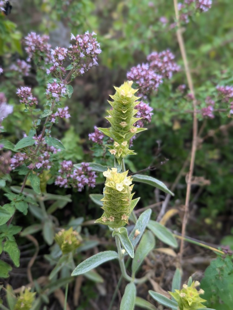 Griechischer Bergtee (Sideritis scardica) in Weidach