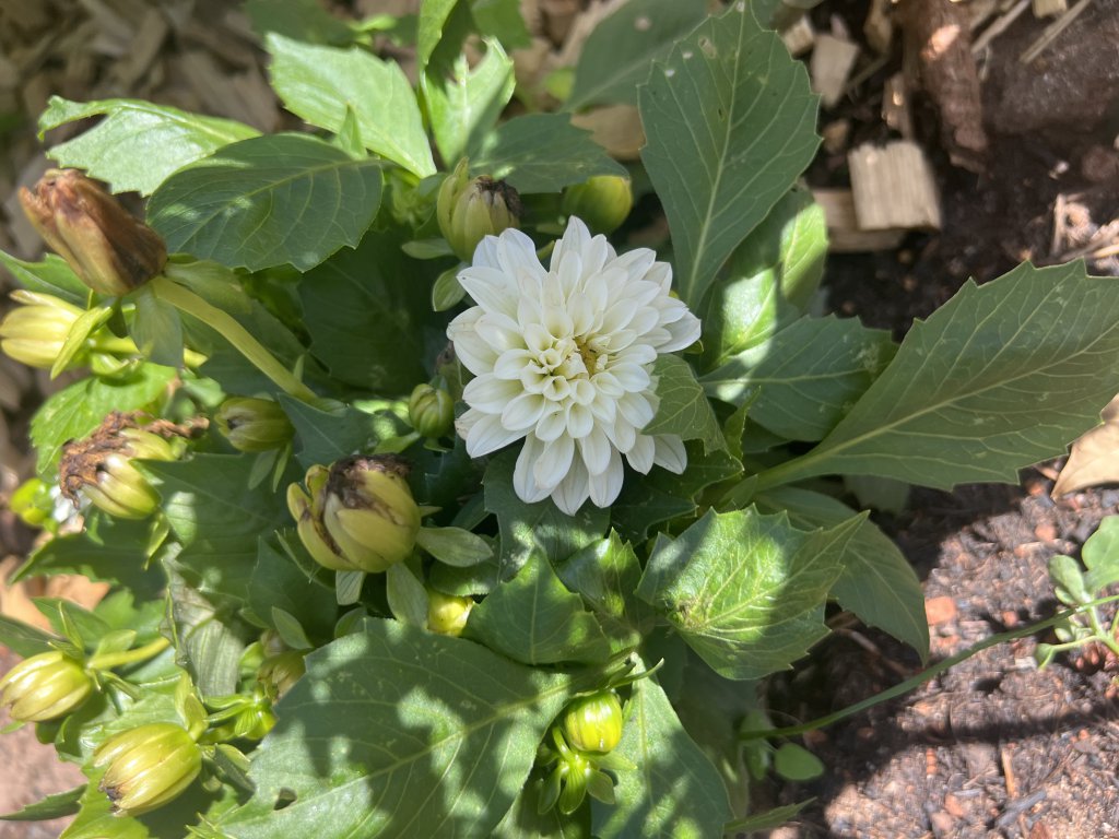 Großfiedrige Dahlie