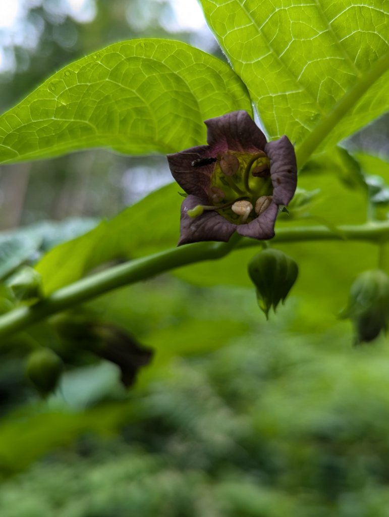 Echte Tollkirsche (Atropa belladonna) in Weidach