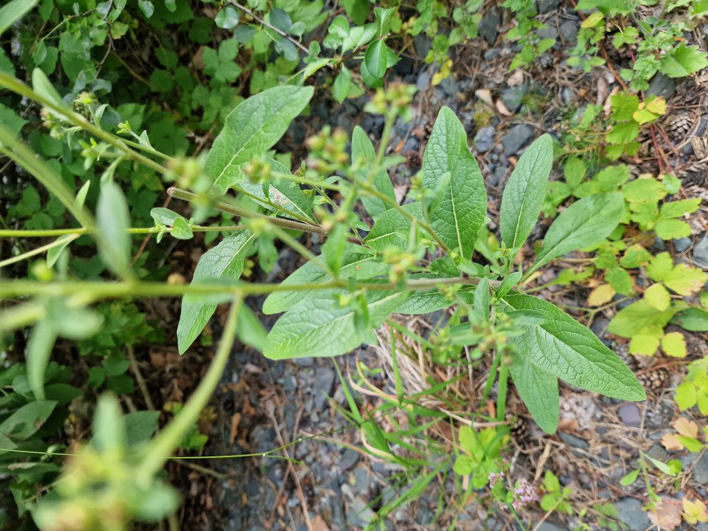 Dürrwurz-Alant (Inula conyzae) Raum Kasendorf, Oberfranken