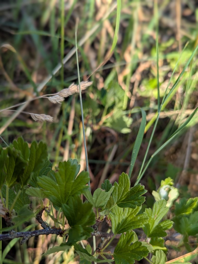 Stachelbeere (Ribes uva-crispa) in Weidach