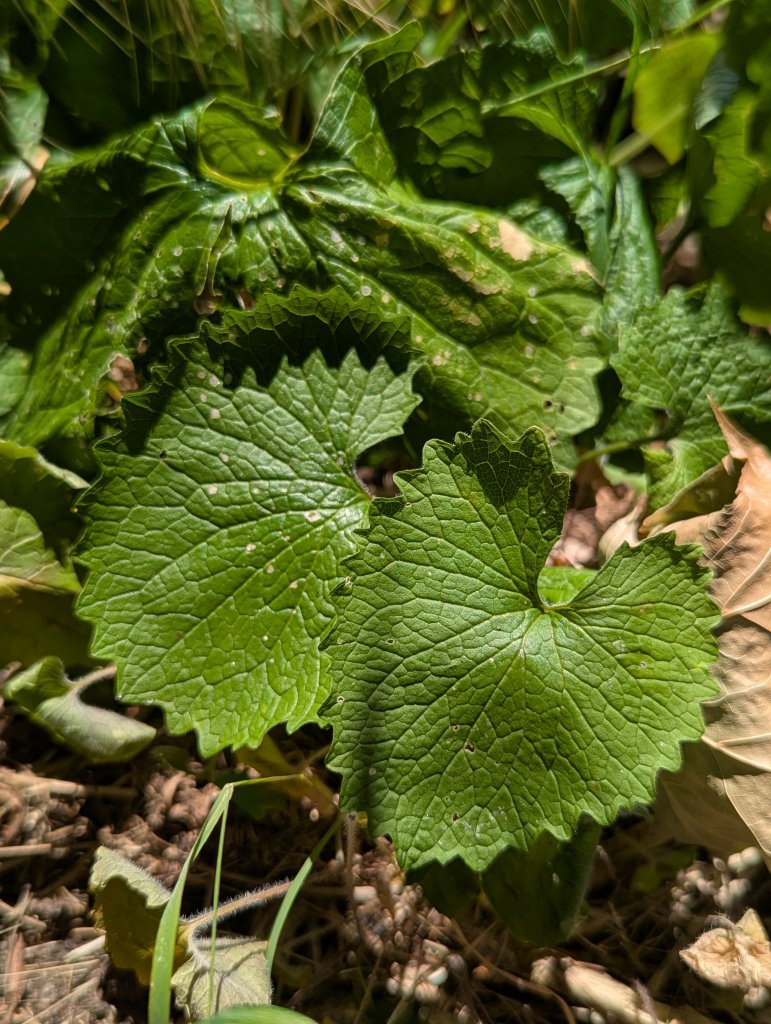 Knoblauchsrauke (Alliaria petiolata) in Weidach
