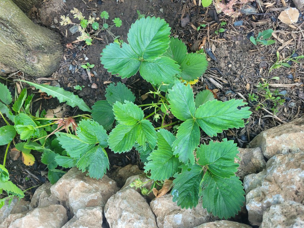 Wald-Erdbeere (Fragaria vesca) in Seubersdorf