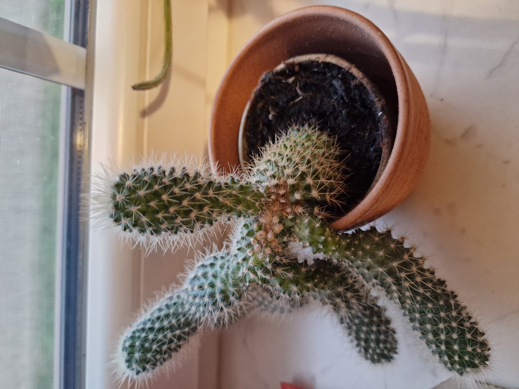 Mammillarie (Mammillaria) in Seubersdorf