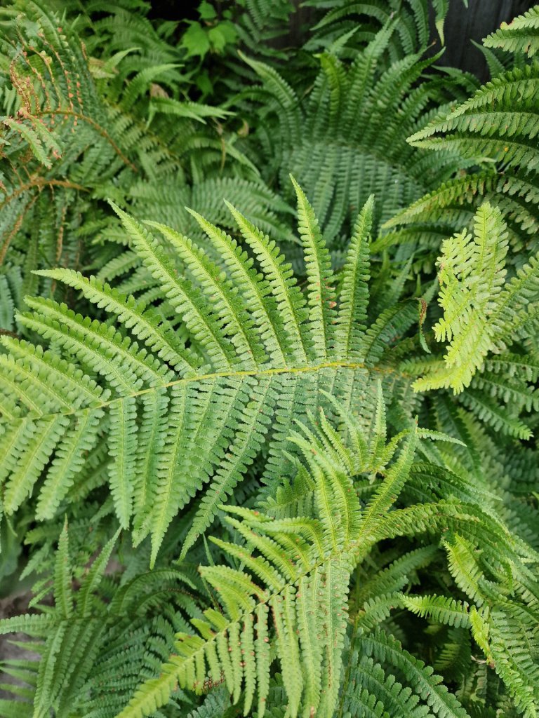 Gewöhnlicher Wurmfarn