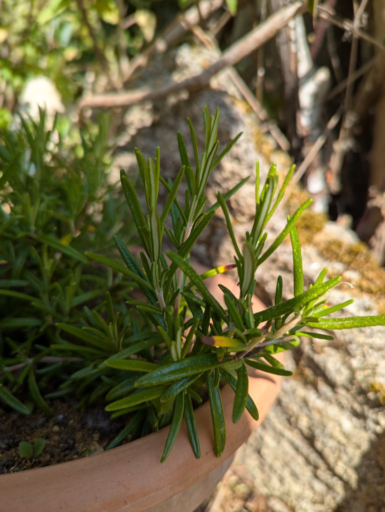 Rosmarin (Salvia rosmarinus, früher Rosmarinus officinalis) in Weidach