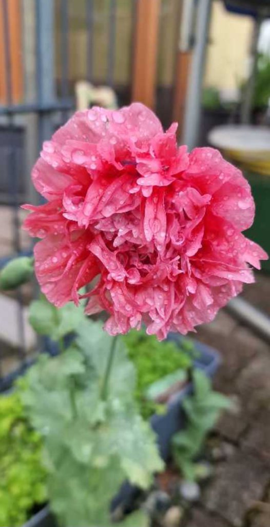 Schlafmohn (Papaver somniferum) Raum Kasendorf, Oberfranken
