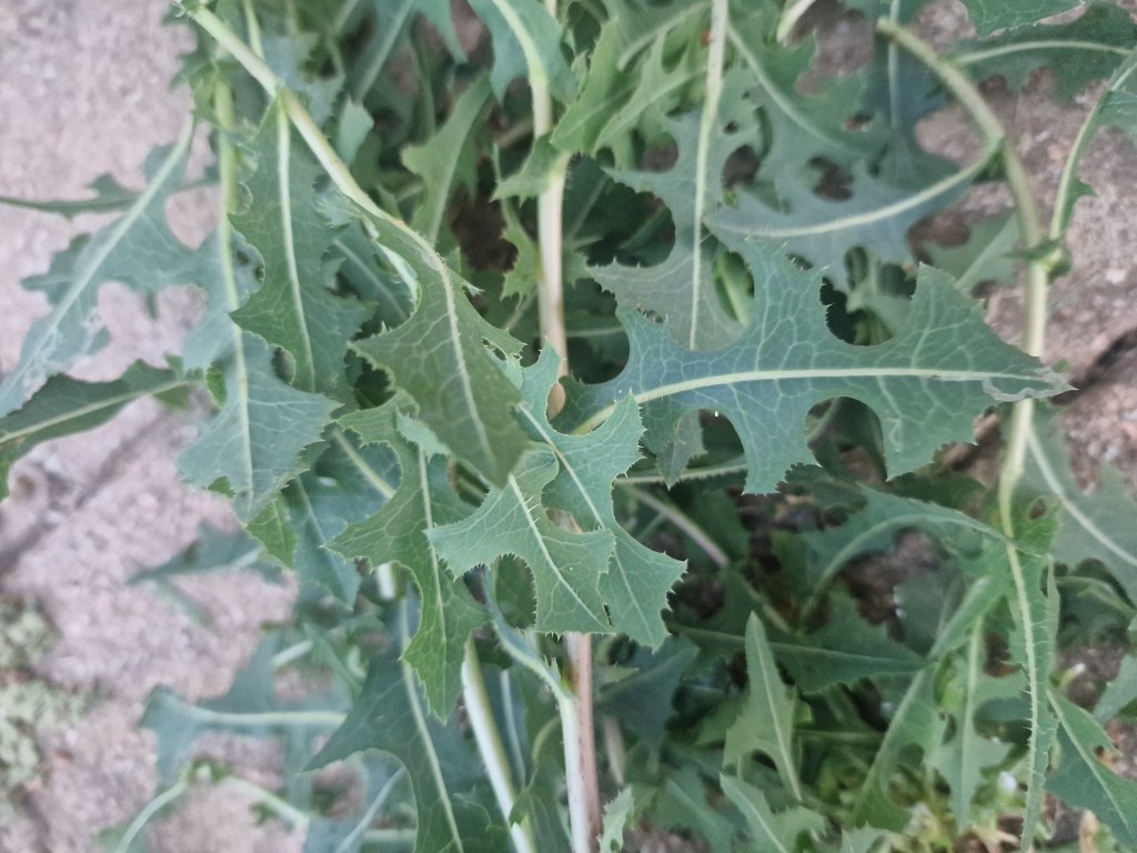 Kompass-Lattich (Lactuca serriola) in Seubersdorf