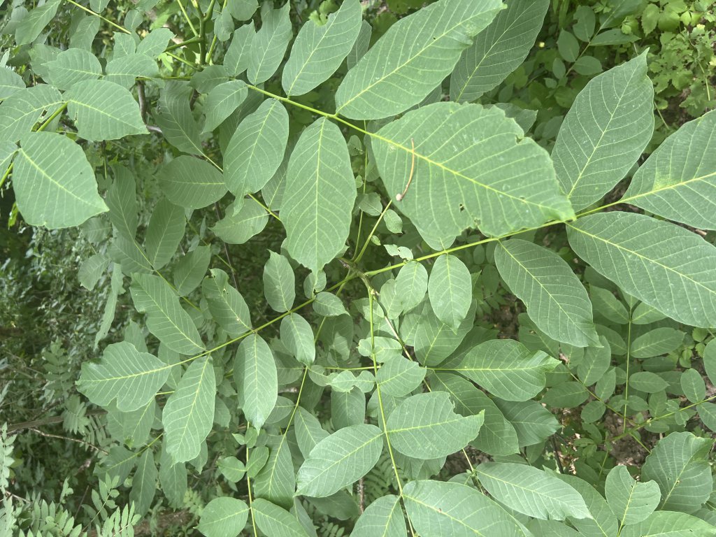 Echte Walnuss (Juglans regia) in Döllnitz