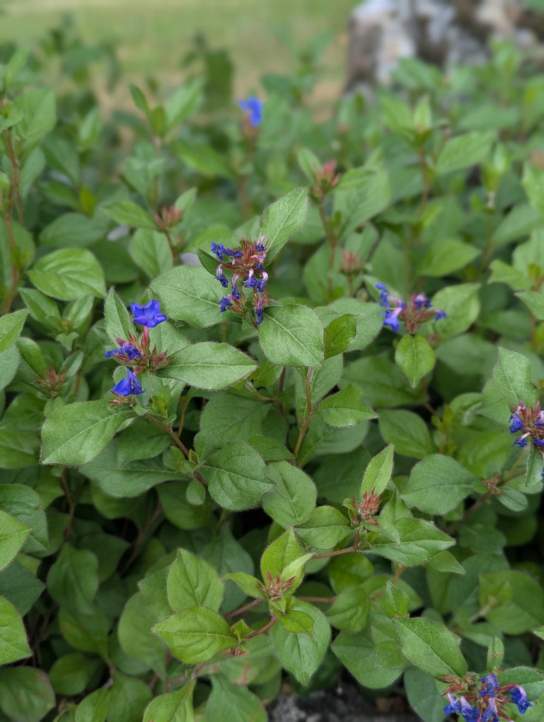 Chinesische Bleiwurz (Plumbago zeylanica) in Weidach