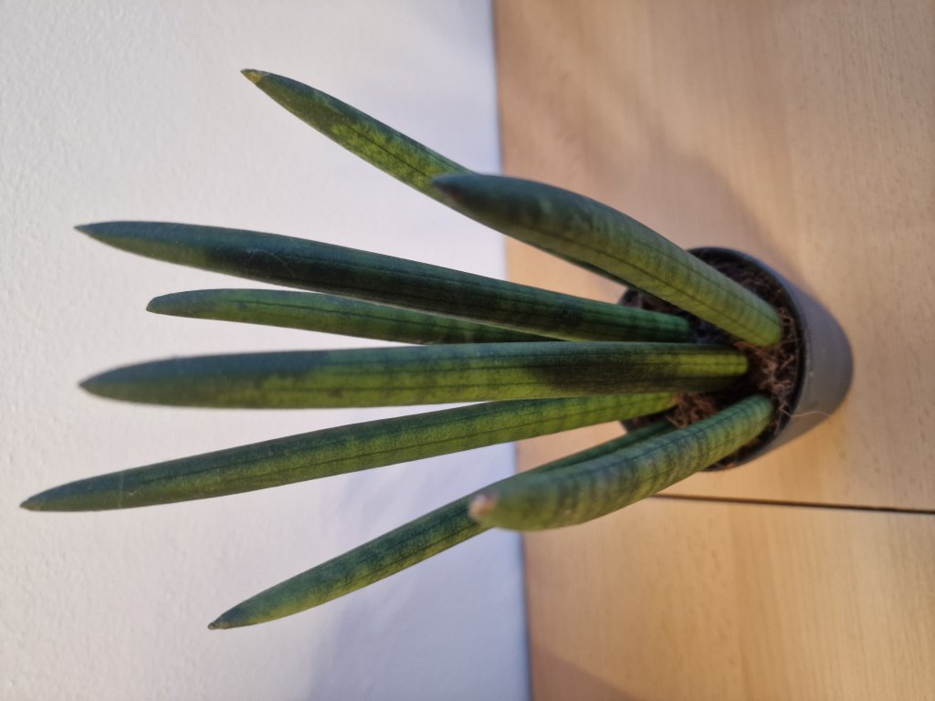 Saint bárbara sword (Sansevieria trifasciata) in Seubersdorf