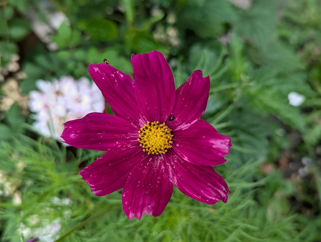 Schmuckkörbchen (Cosmos bipinnatus) in Weidach