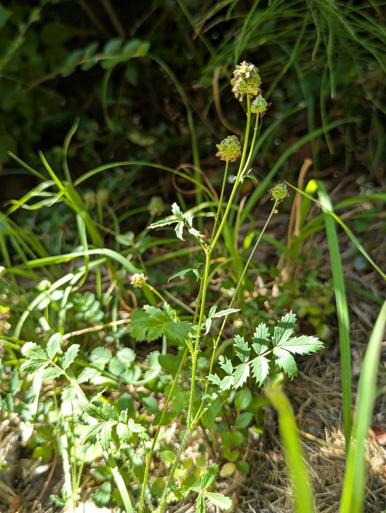 Kleiner Wiesenknopf (Sanguisorba minor) in Weidach