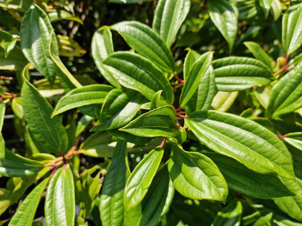 Immergrüner Kissen-Schneeball