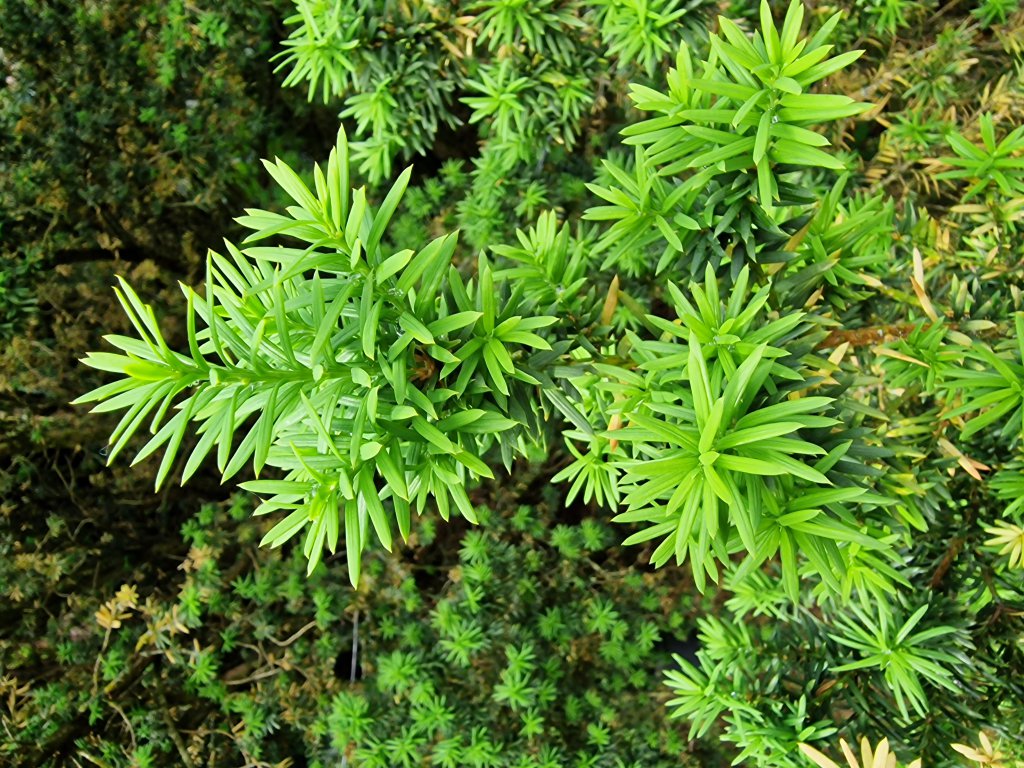 Eibe (Taxus baccata) nahe Berndorf