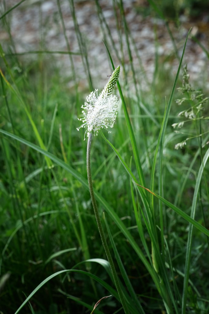 Mittlerer Wegerich (Plantago media) nahe Lopp