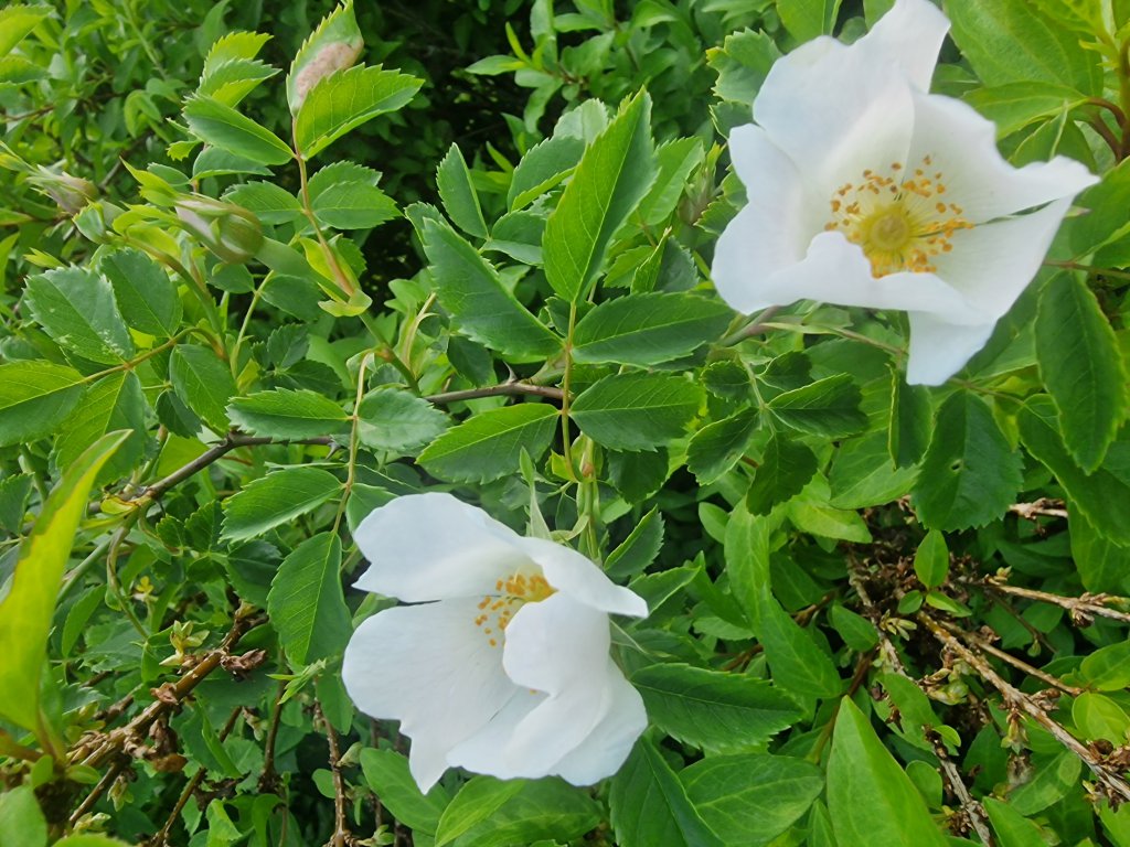 Hunds-Rose (Rosa canina) nahe Seubersdorf